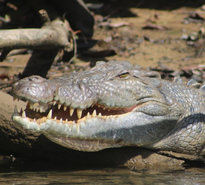 Crocodile Express Daintree River Cruises North Queensland | Attraction ...