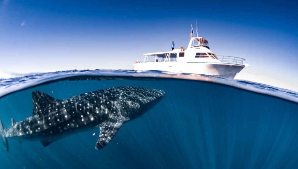 Three Islands Whale Shark Dive Exmouth | Attraction | JumpOn