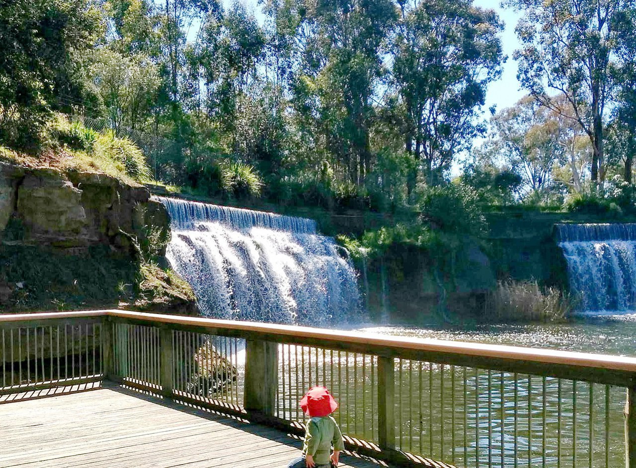 Central Gardens Nature Reserve Photos Of Flora And Fauna In Sydney